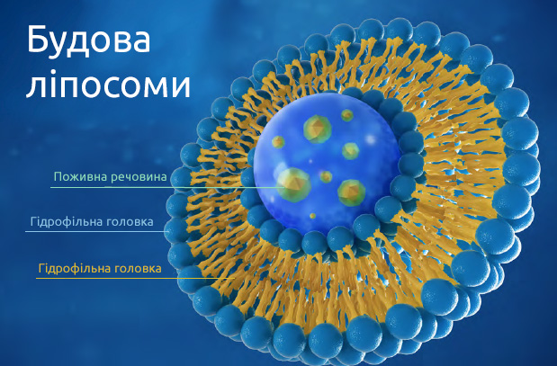 Structure-of-a-Liposome.jpg