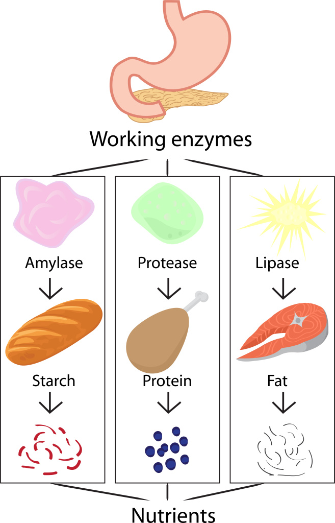 Working enzymes infographics.jpg